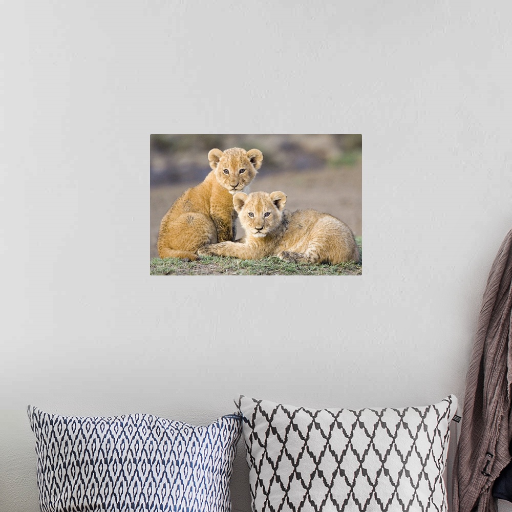 A bohemian room featuring African Lion (Panthera leo) four to five week old cubs, vulnerable, Masai Mara National Reserve, ...