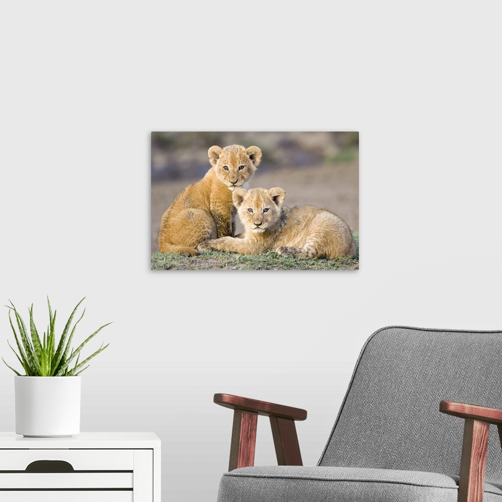 A modern room featuring African Lion (Panthera leo) four to five week old cubs, vulnerable, Masai Mara National Reserve, ...