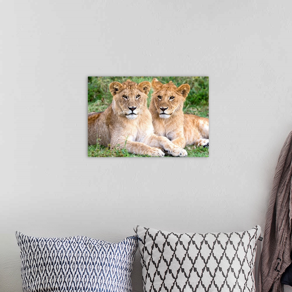 A bohemian room featuring African Lion (Panthera leo) juvenile males, Serengeti National Park, Tanzania.