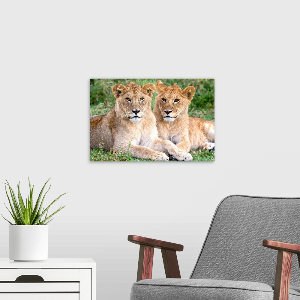 A modern room featuring African Lion (Panthera leo) juvenile males, Serengeti National Park, Tanzania.