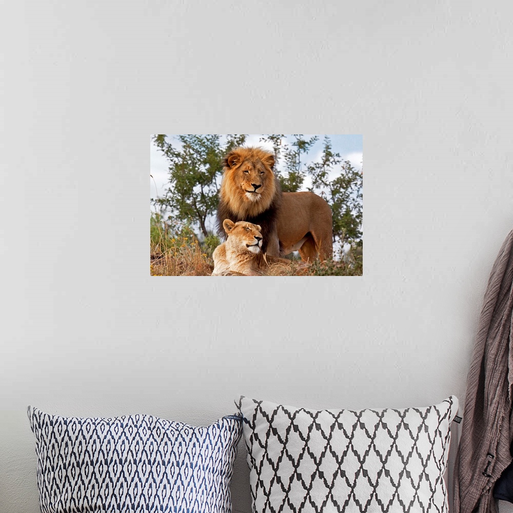 A bohemian room featuring African Lion (Panthera leo) male and female, Botswana.