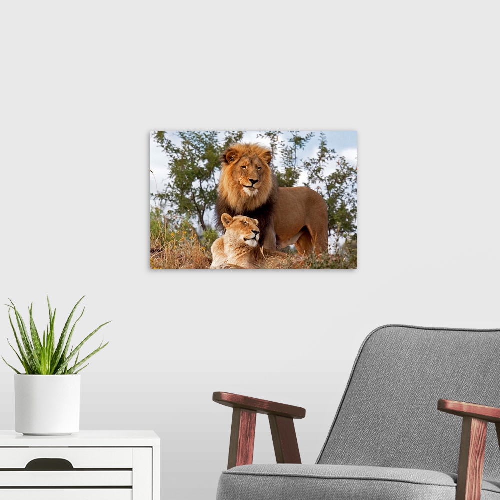 A modern room featuring African Lion (Panthera leo) male and female, Botswana.