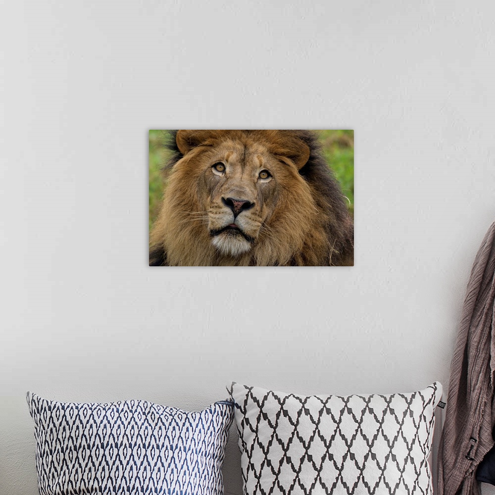 A bohemian room featuring African Lion male, native to Africa