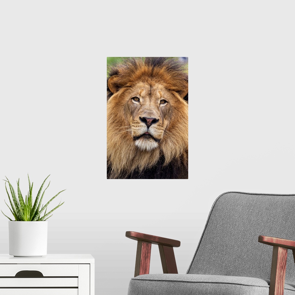 A modern room featuring African Lion male, native to Africa