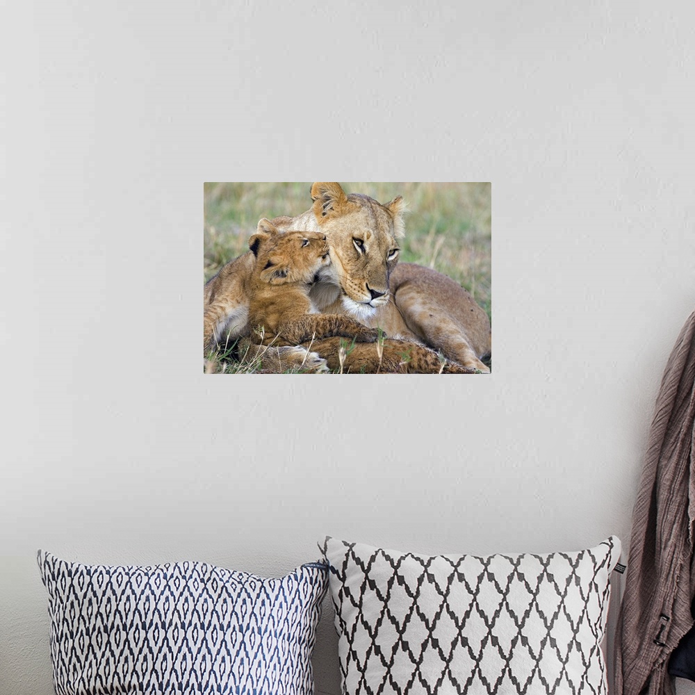 A bohemian room featuring Photograph of wildcat with it's young that is approximately 8 weeks old,  in the Masai Mara Natio...