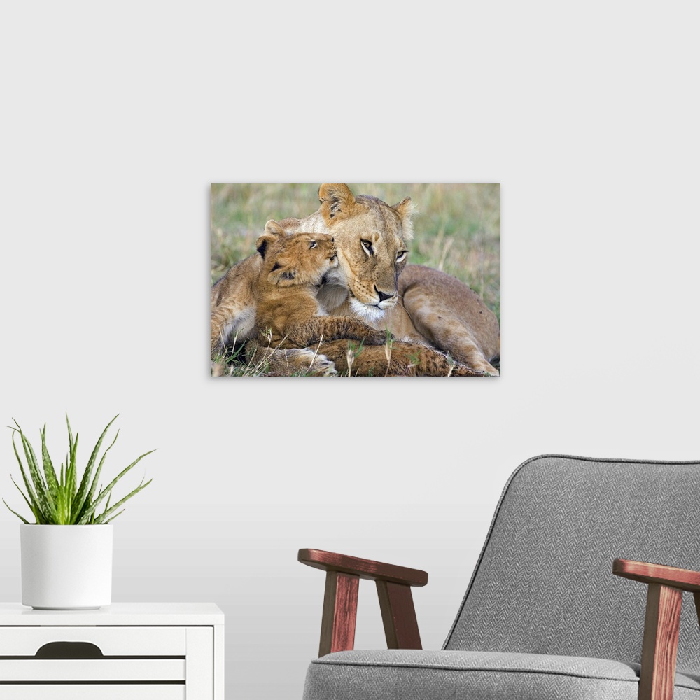 A modern room featuring Photograph of wildcat with it's young that is approximately 8 weeks old,  in the Masai Mara Natio...