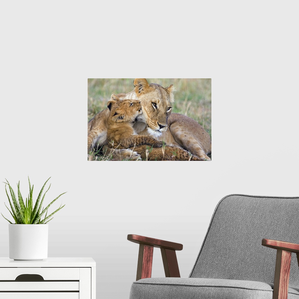 A modern room featuring Photograph of wildcat with it's young that is approximately 8 weeks old,  in the Masai Mara Natio...