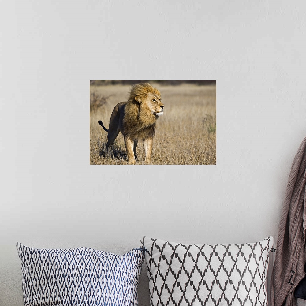 A bohemian room featuring Large canvas photo of a lion standing in a field in Africa looking to the right.