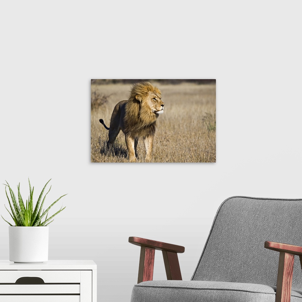 A modern room featuring Large canvas photo of a lion standing in a field in Africa looking to the right.