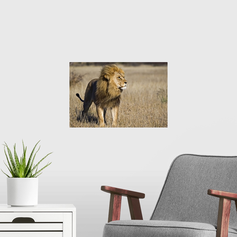 A modern room featuring Large canvas photo of a lion standing in a field in Africa looking to the right.