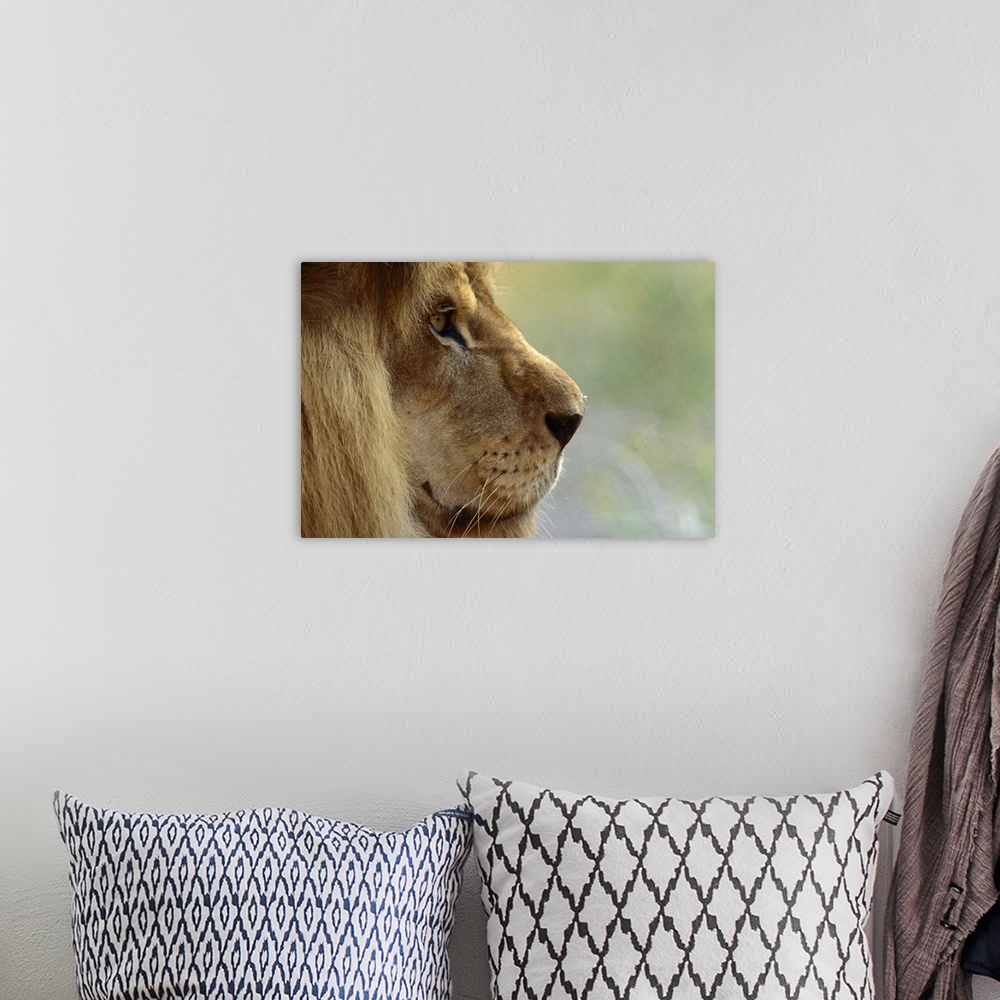 A bohemian room featuring African Lion (Panthera leo) male portrait