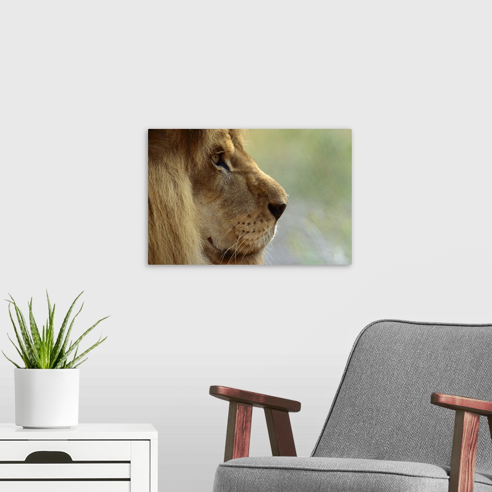 A modern room featuring African Lion (Panthera leo) male portrait