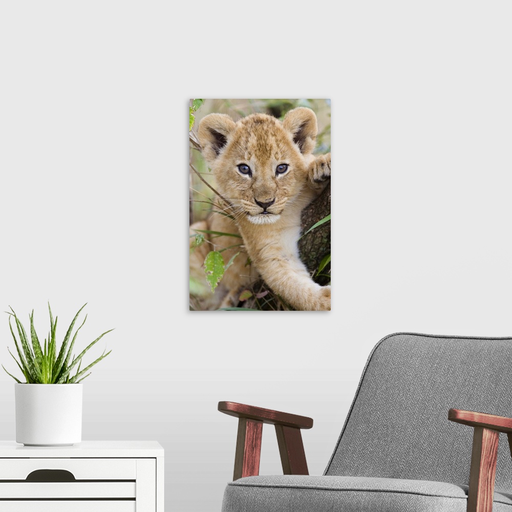 A modern room featuring African Lion (Panthera leo) six to seven week old cub, vulnerable, Masai Mara National Reserve, K...