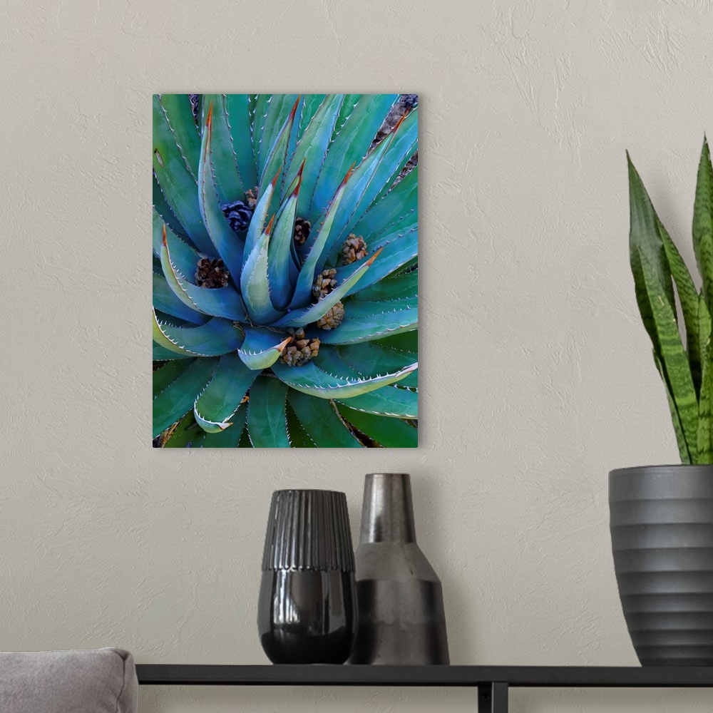 A modern room featuring Agave (Agave sp) plants with pine cones, North America