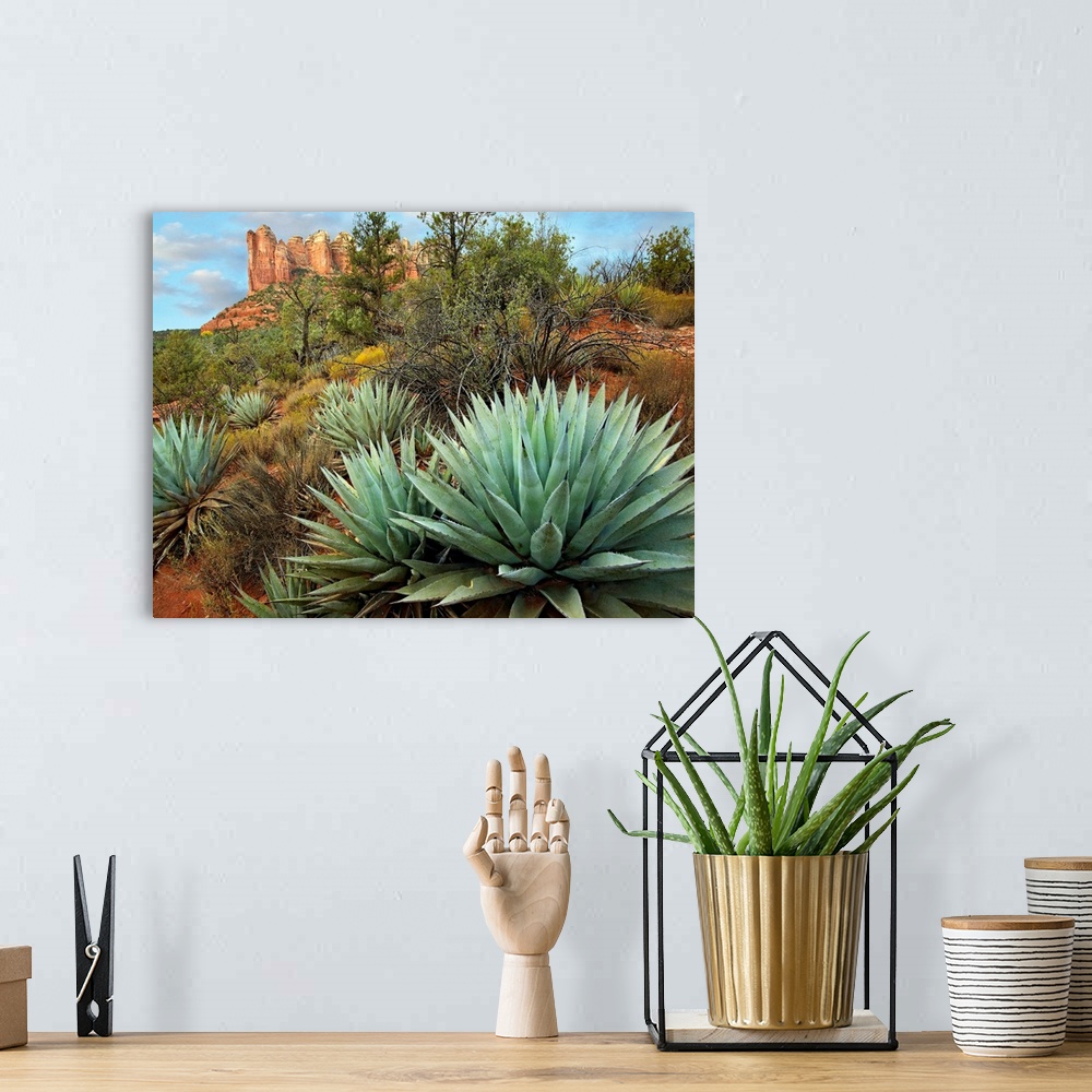 A bohemian room featuring Dessert plants growing in the foreground of this photograph of a famous geographic feature.