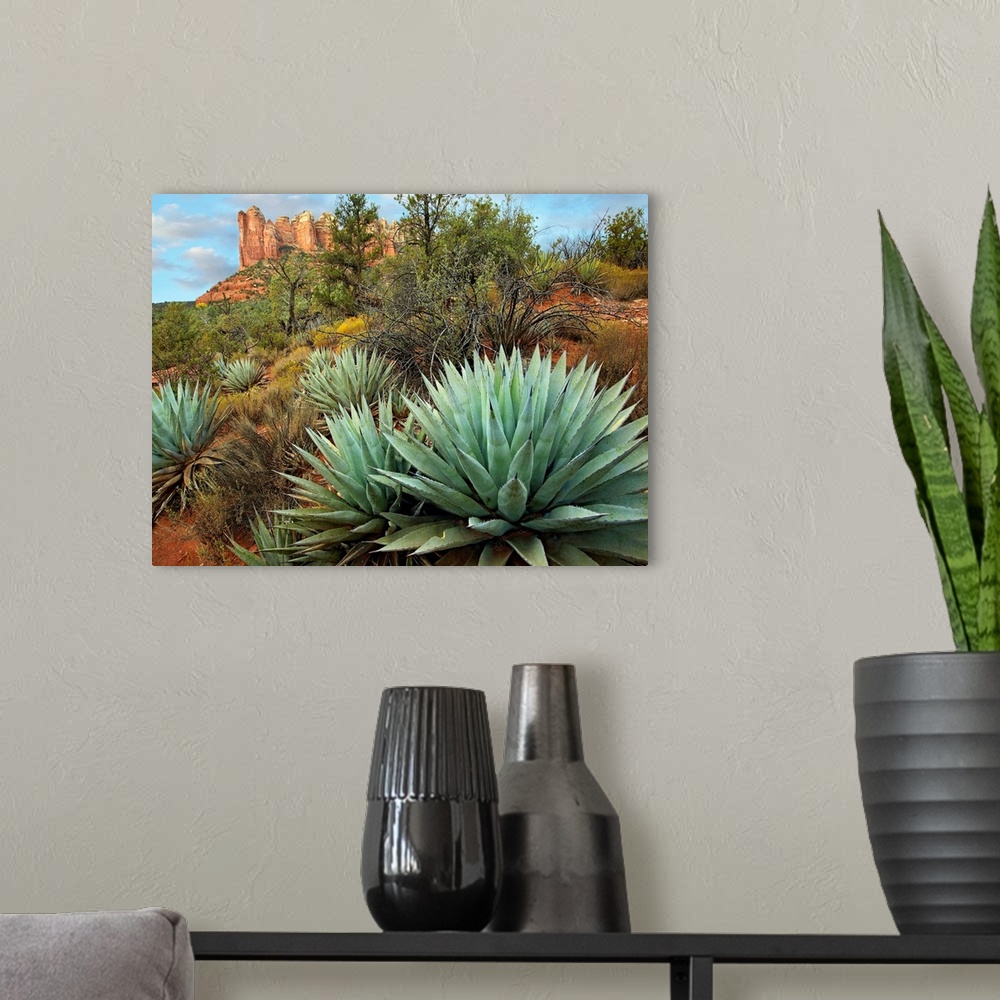 A modern room featuring Dessert plants growing in the foreground of this photograph of a famous geographic feature.