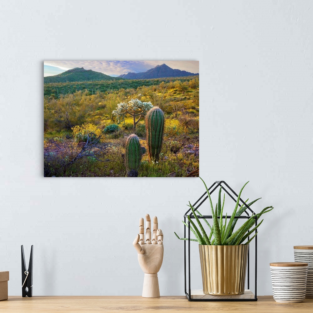 A bohemian room featuring Ajo Mountains, Organ Pipe Cactus National Monument, Sonoran Desert, Arizona