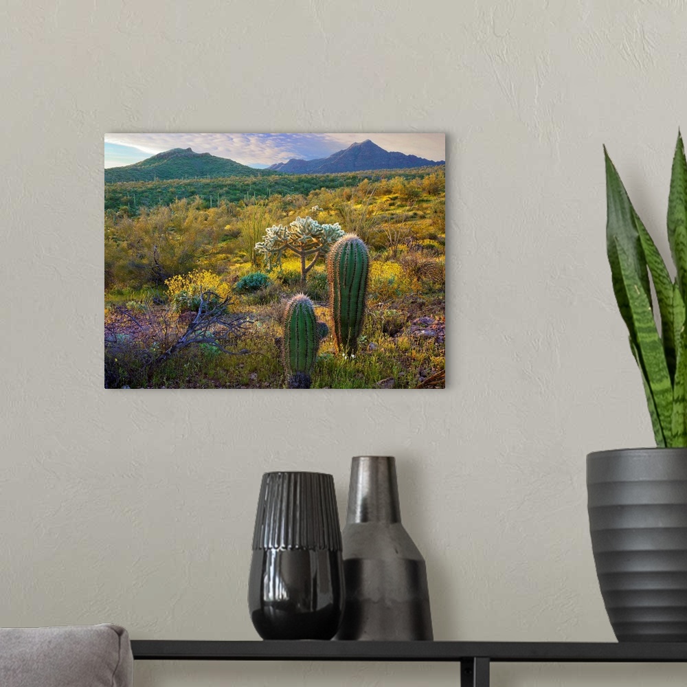 A modern room featuring Ajo Mountains, Organ Pipe Cactus National Monument, Sonoran Desert, Arizona