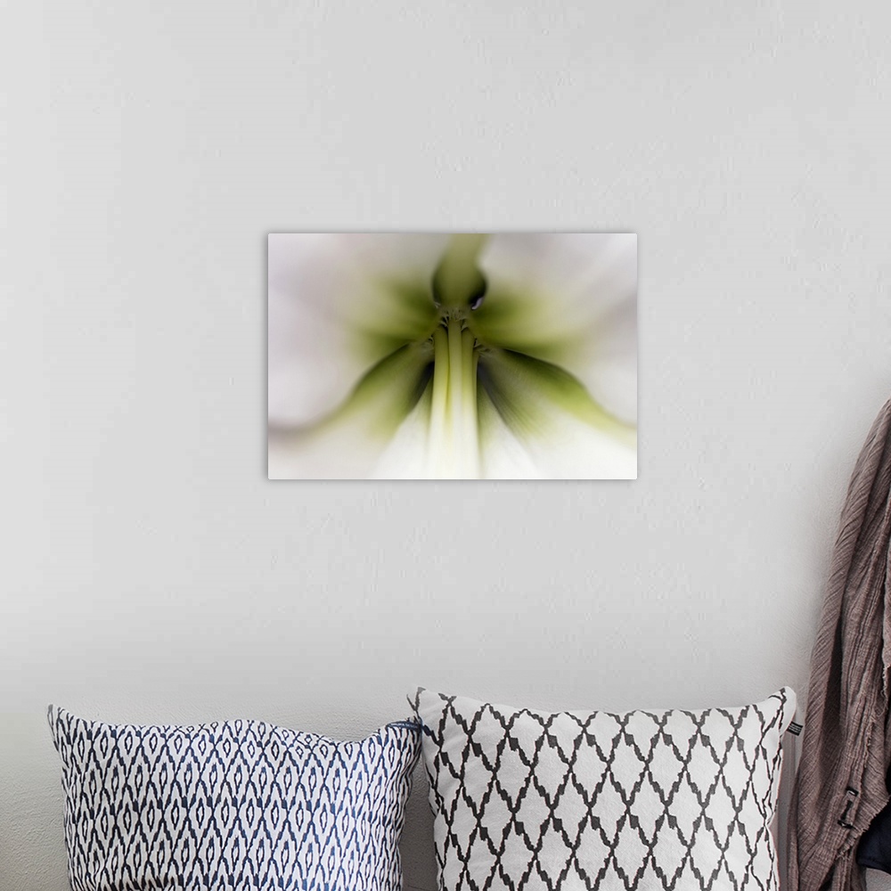 A bohemian room featuring Amaryllis (Hippeastrum sp) flower, Netherlands