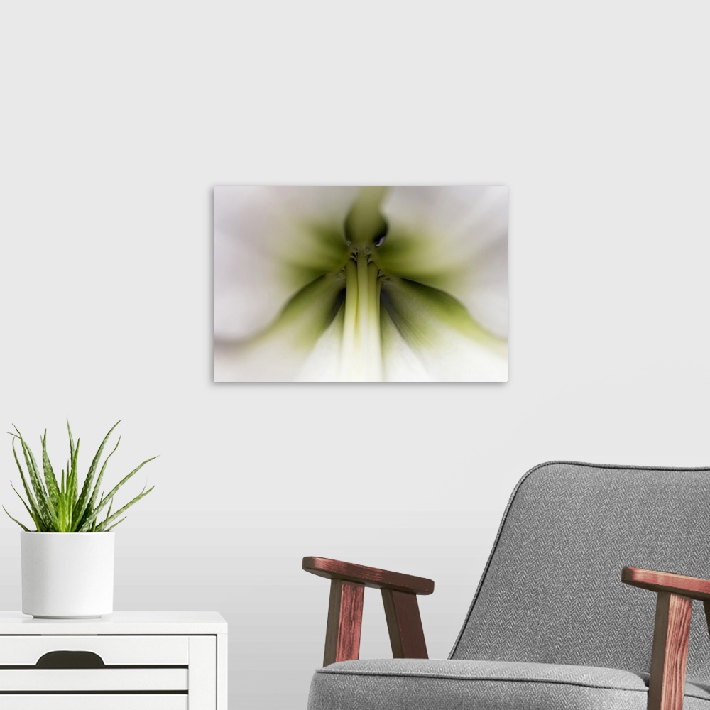 A modern room featuring Amaryllis (Hippeastrum sp) flower, Netherlands