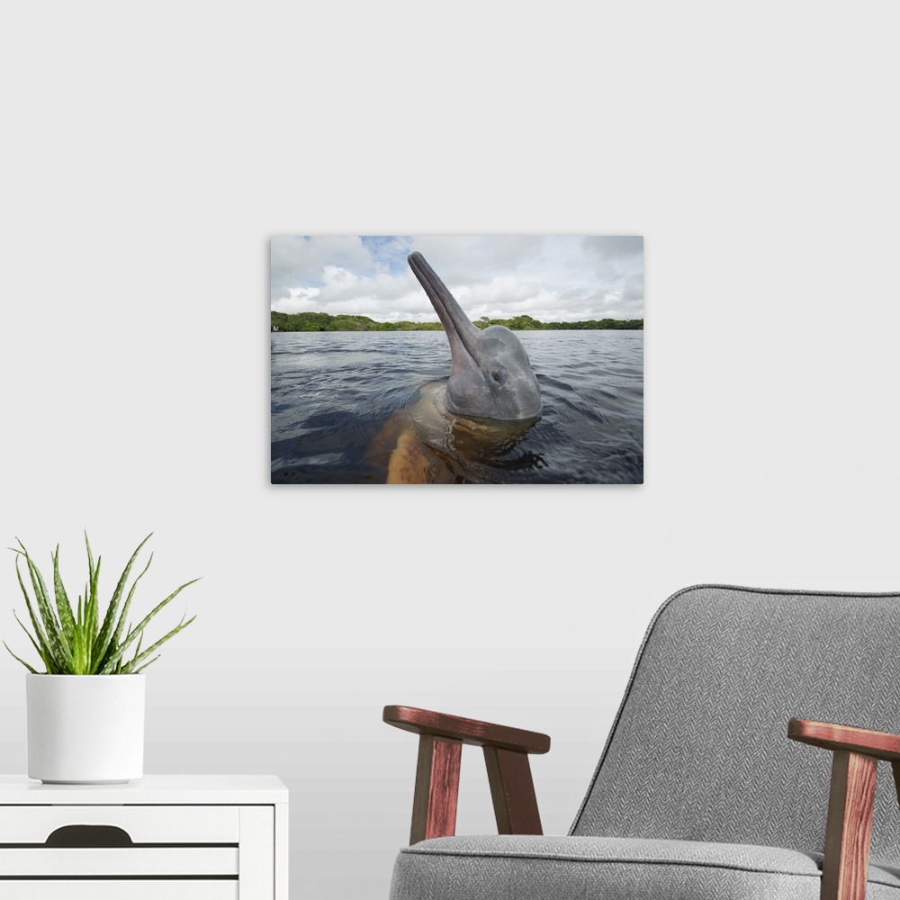 A modern room featuring Amazon River Dolphin spy-hopping, Rio Negro, Brazil