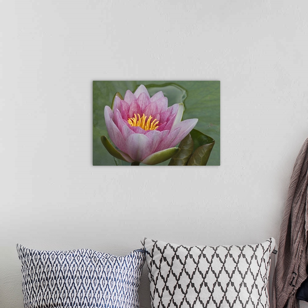 A bohemian room featuring Amazon Water Lily (Victoria amazonica) flower, Netherlands