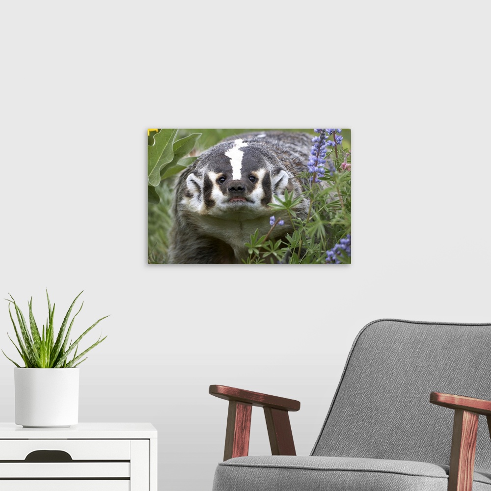 A modern room featuring American Badger (Taxidea taxus) amid Lupine (Lupinus sp), North America