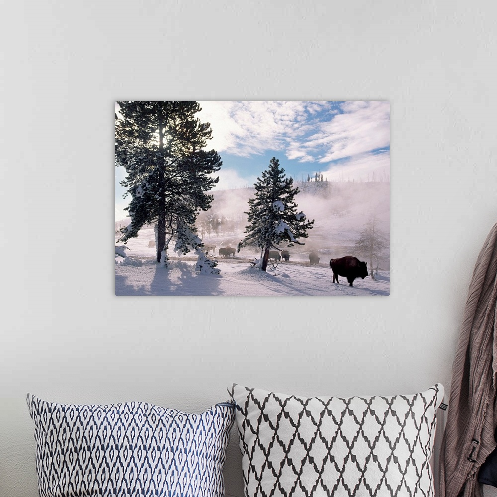 A bohemian room featuring American Bison (Bison bison) in winter, Yellowstone National Park, Wyoming