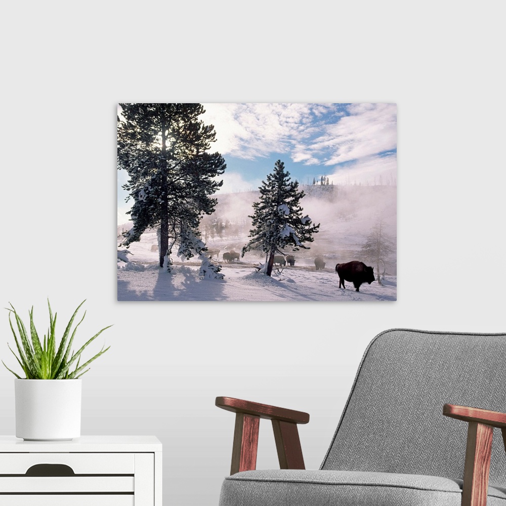 A modern room featuring American Bison (Bison bison) in winter, Yellowstone National Park, Wyoming