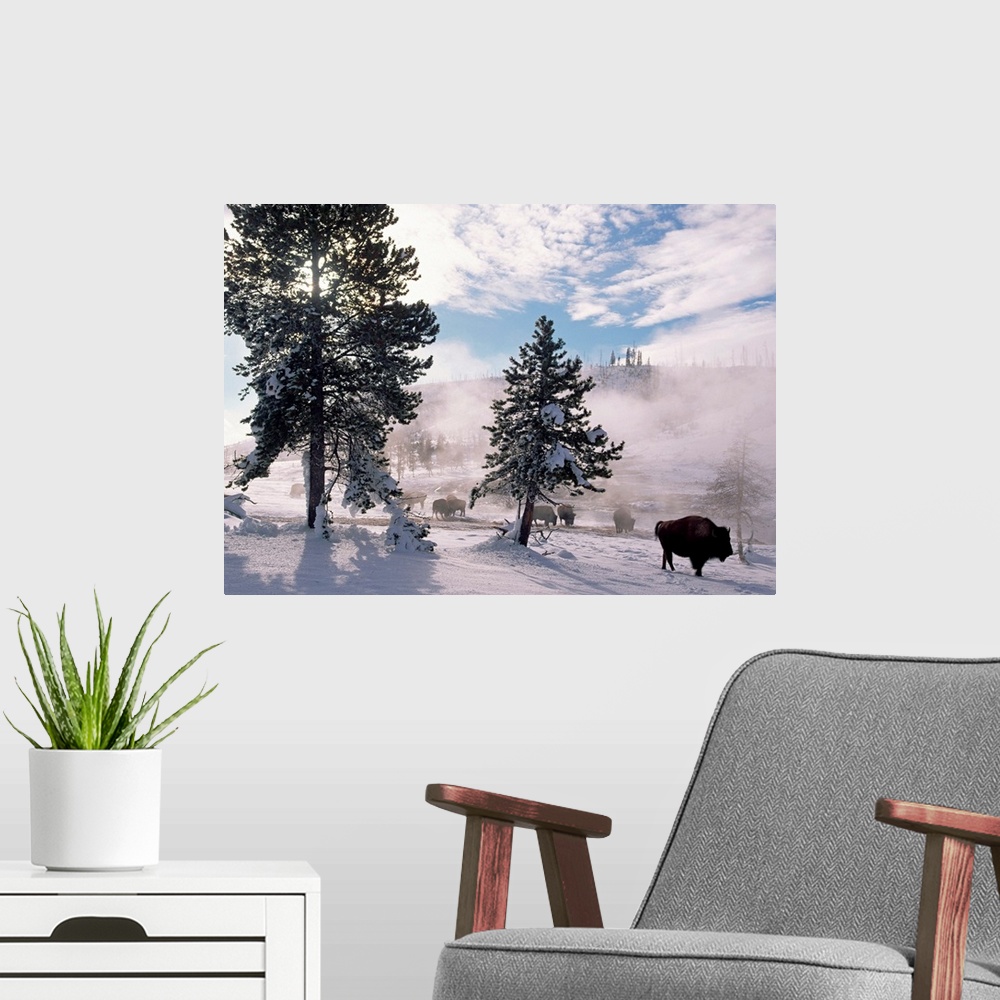 A modern room featuring American Bison (Bison bison) in winter, Yellowstone National Park, Wyoming