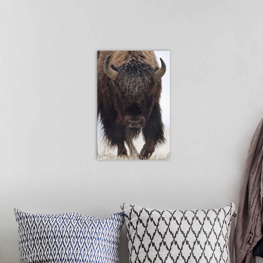 A bohemian room featuring American Bison (Bison bison) portrait in snow, North America