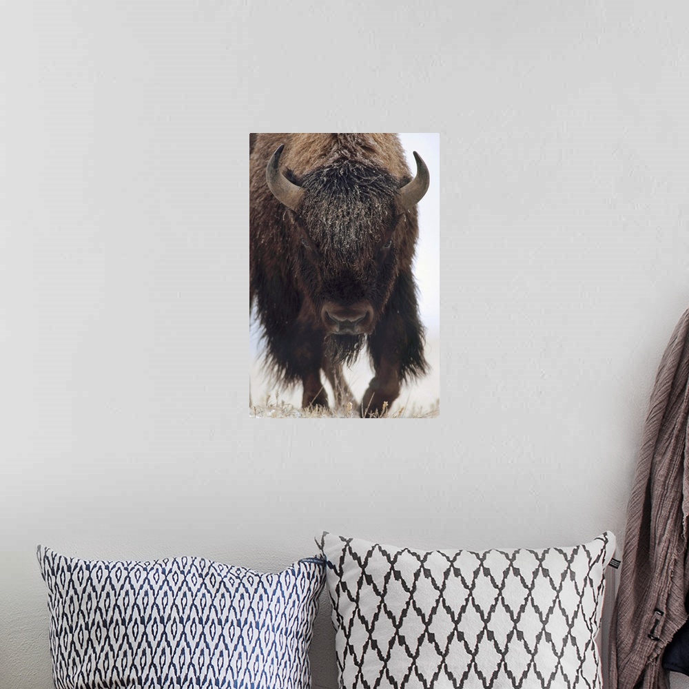 A bohemian room featuring American Bison (Bison bison) portrait in snow, North America