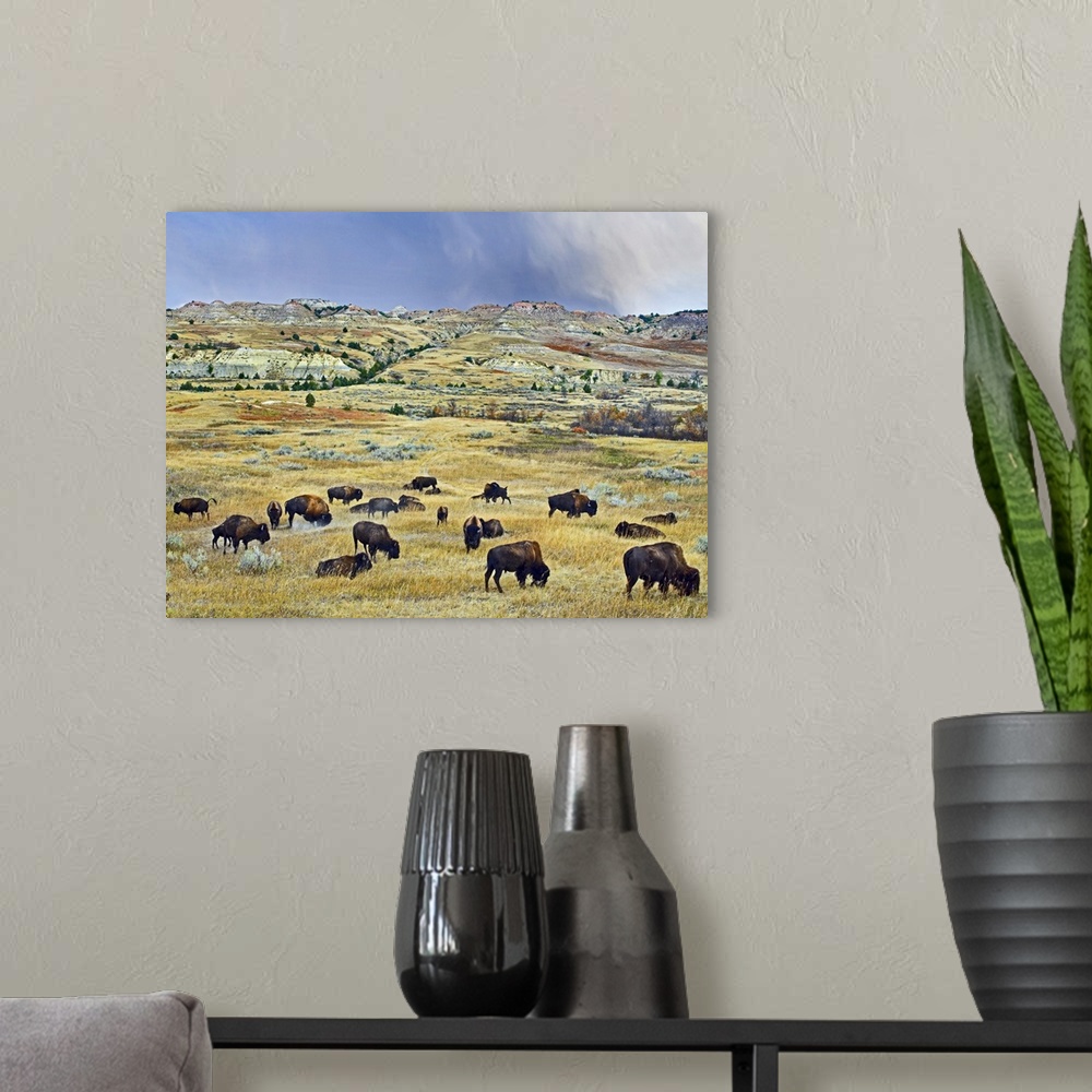 A modern room featuring American Bison (Bison bison) herd grazing on shortgrass praire near Scoria Point, Theodore Roosev...