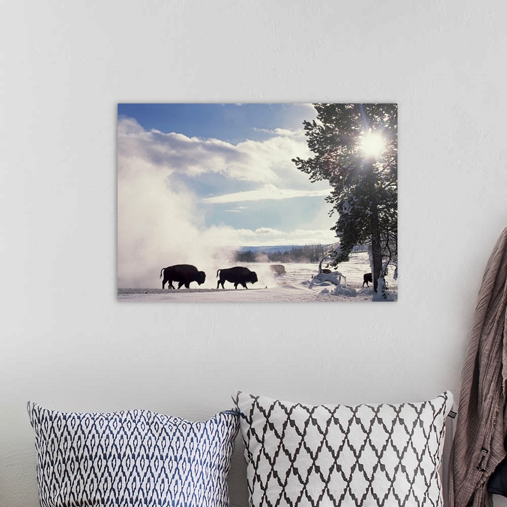 A bohemian room featuring Horizontal, oversized photograph of a group of American bison stirring up a white cloud on a snow...
