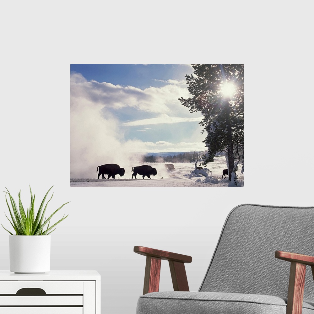 A modern room featuring Horizontal, oversized photograph of a group of American bison stirring up a white cloud on a snow...