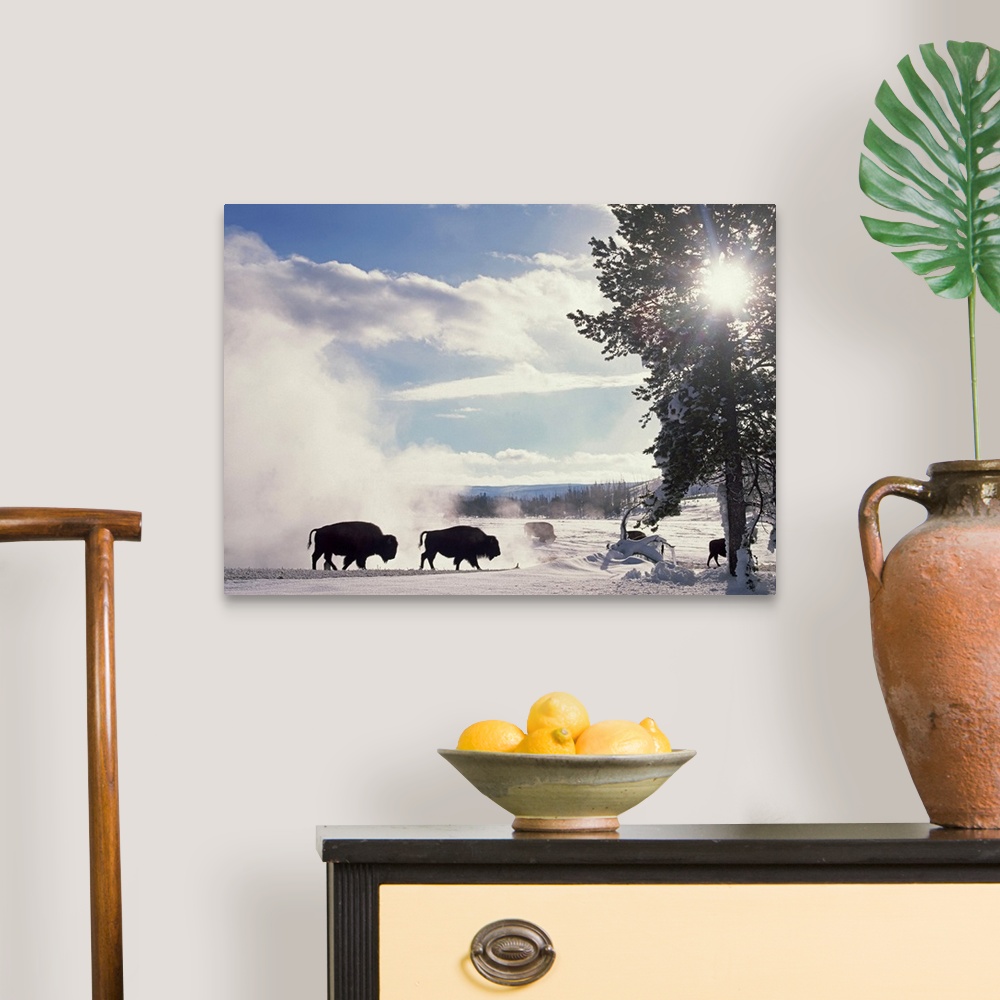 A traditional room featuring Horizontal, oversized photograph of a group of American bison stirring up a white cloud on a snow...