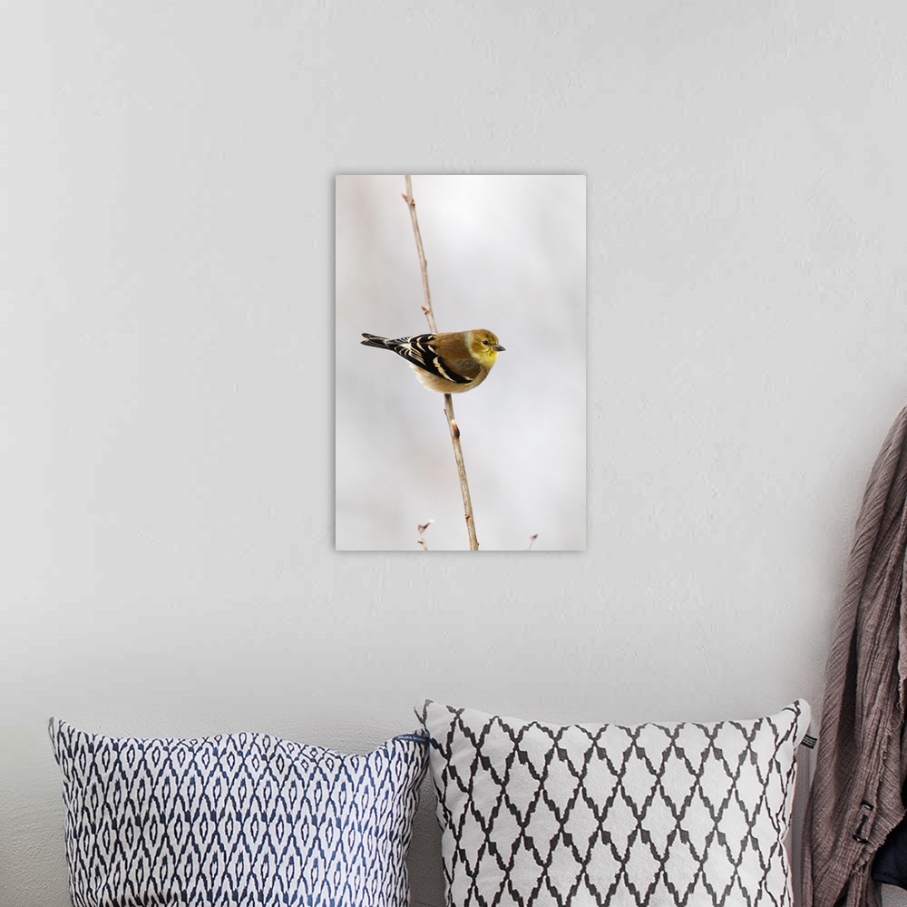 A bohemian room featuring american goldfinch in snow