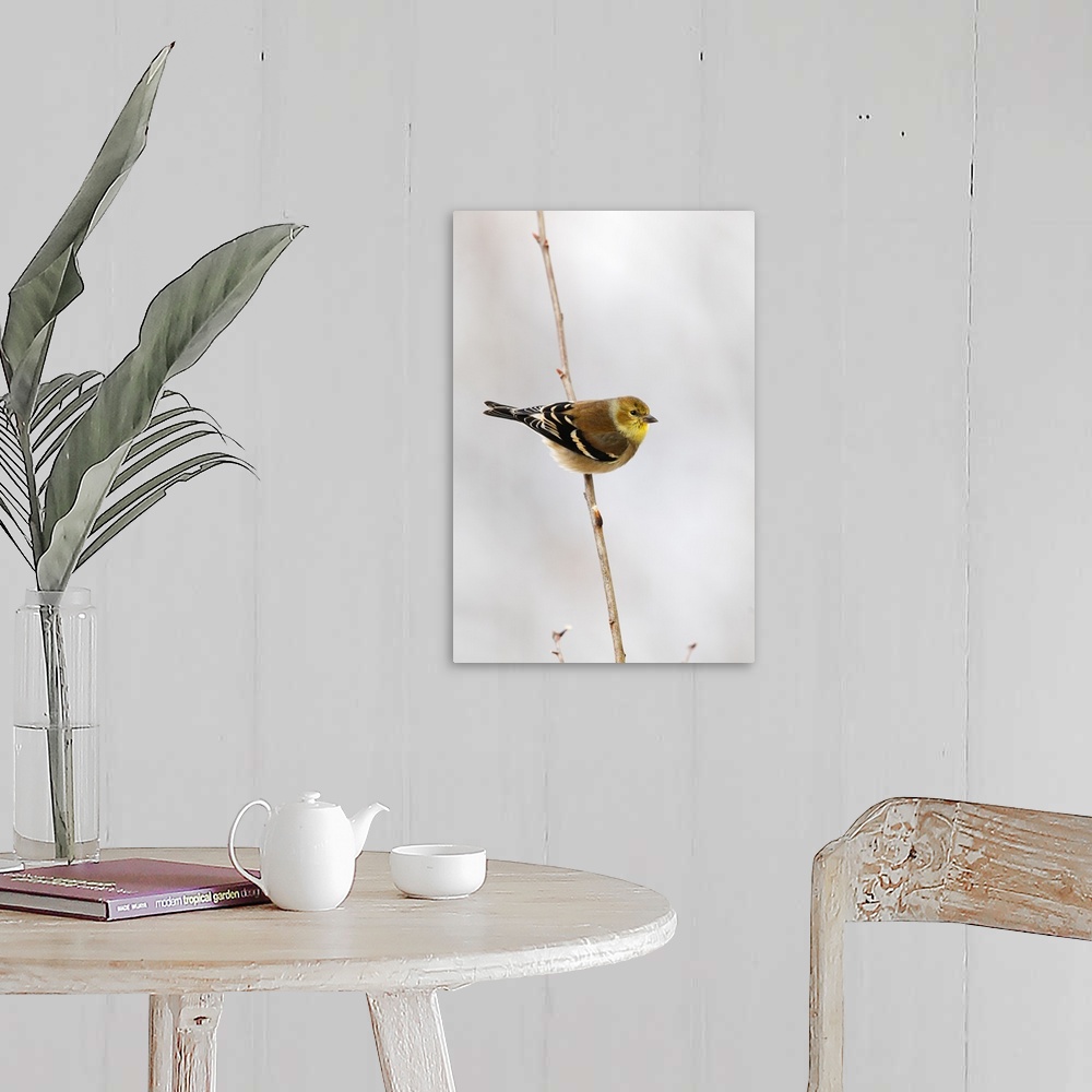 A farmhouse room featuring american goldfinch in snow