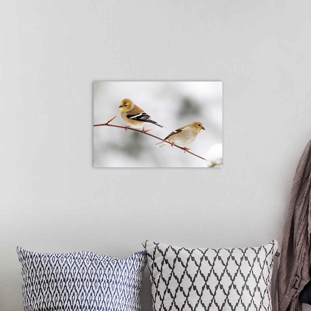 A bohemian room featuring american goldfinch in snow