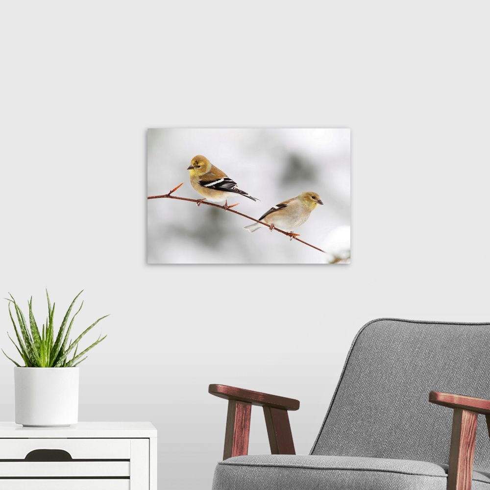 A modern room featuring american goldfinch in snow