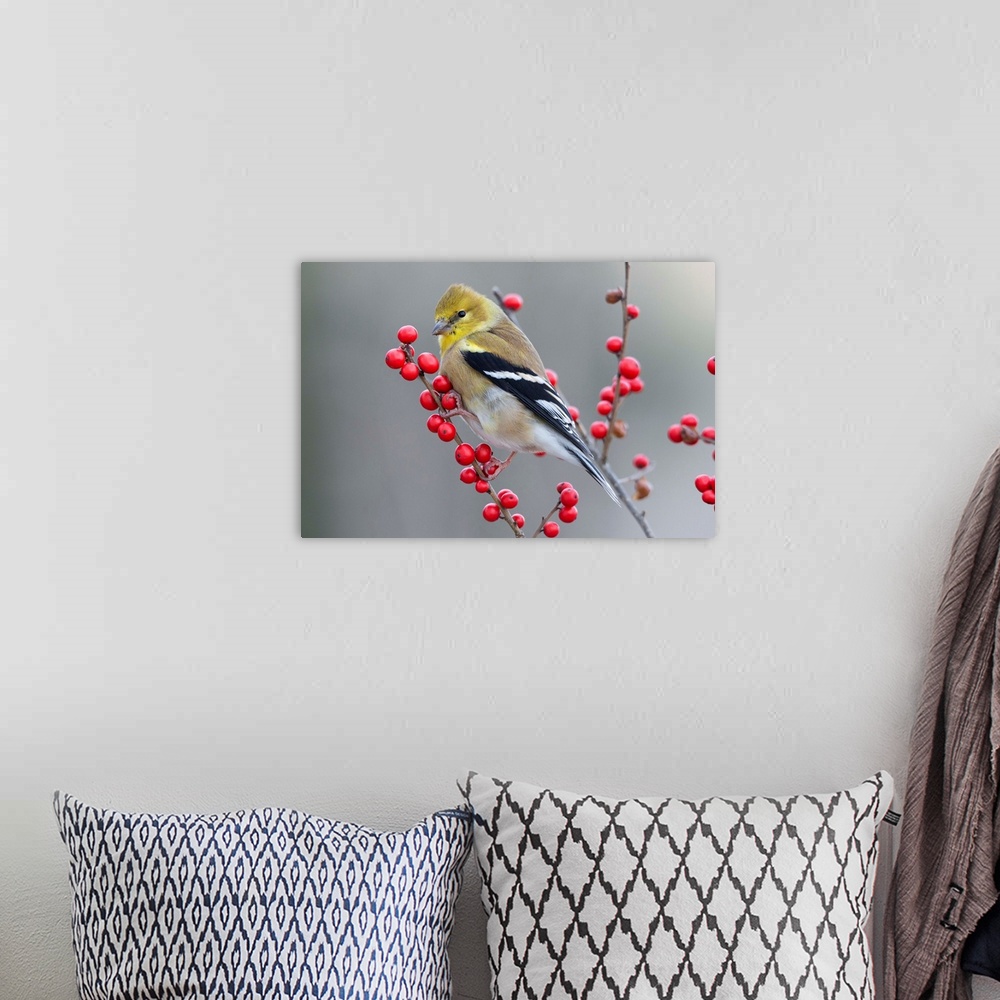A bohemian room featuring American Goldfinch (Carduelis tristis) in winter with berries, Maine.