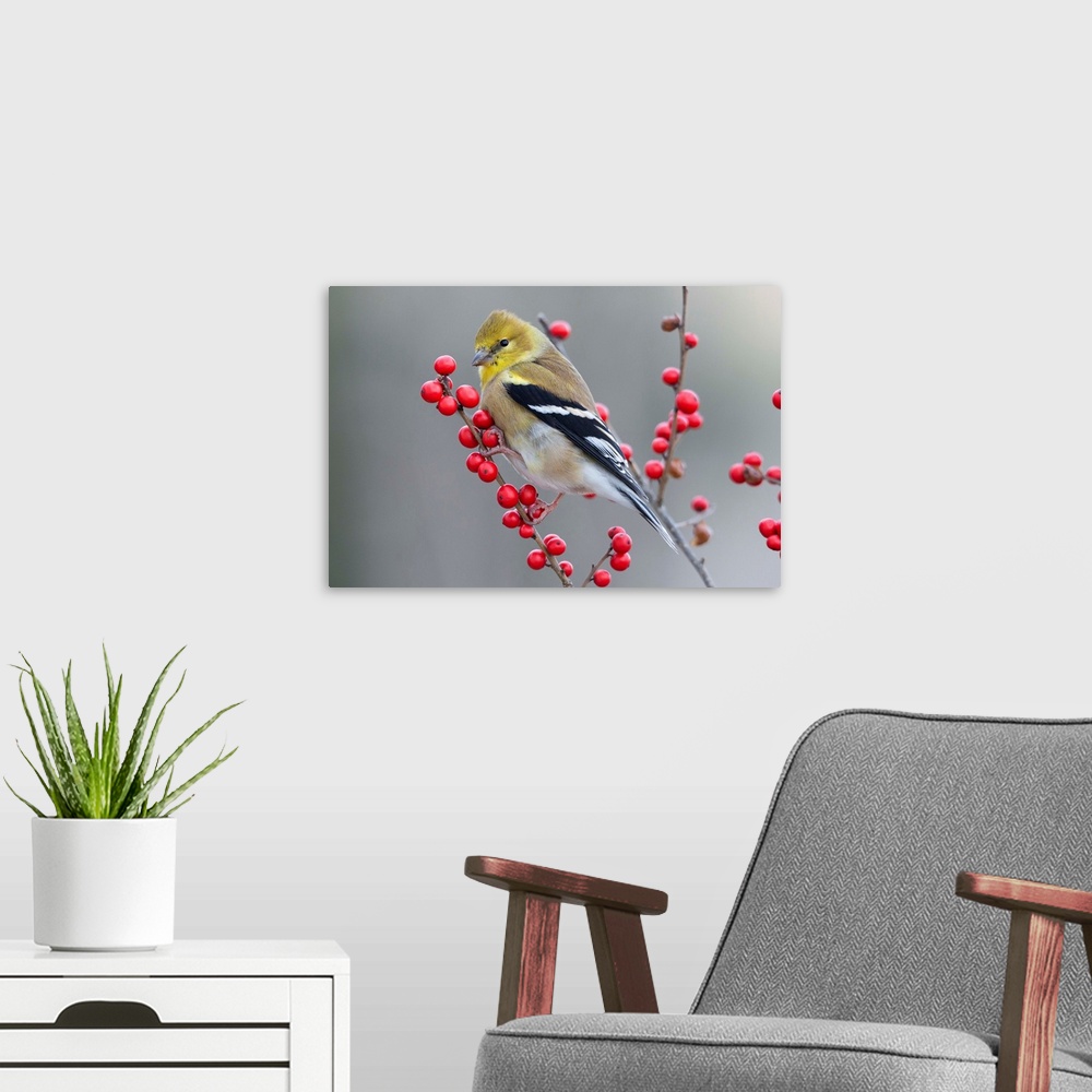 A modern room featuring American Goldfinch (Carduelis tristis) in winter with berries, Maine.