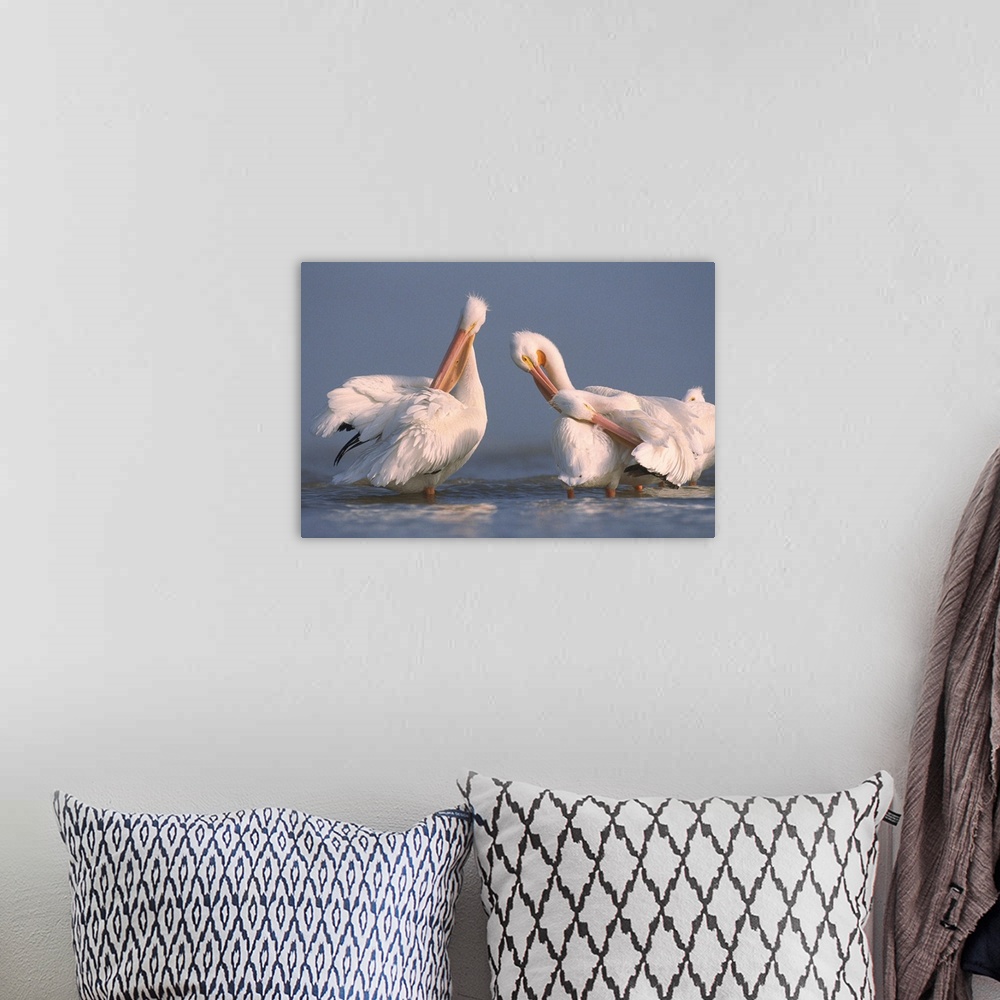 A bohemian room featuring American White Pelican pair preening in shallow water, Texas Coast, Texas