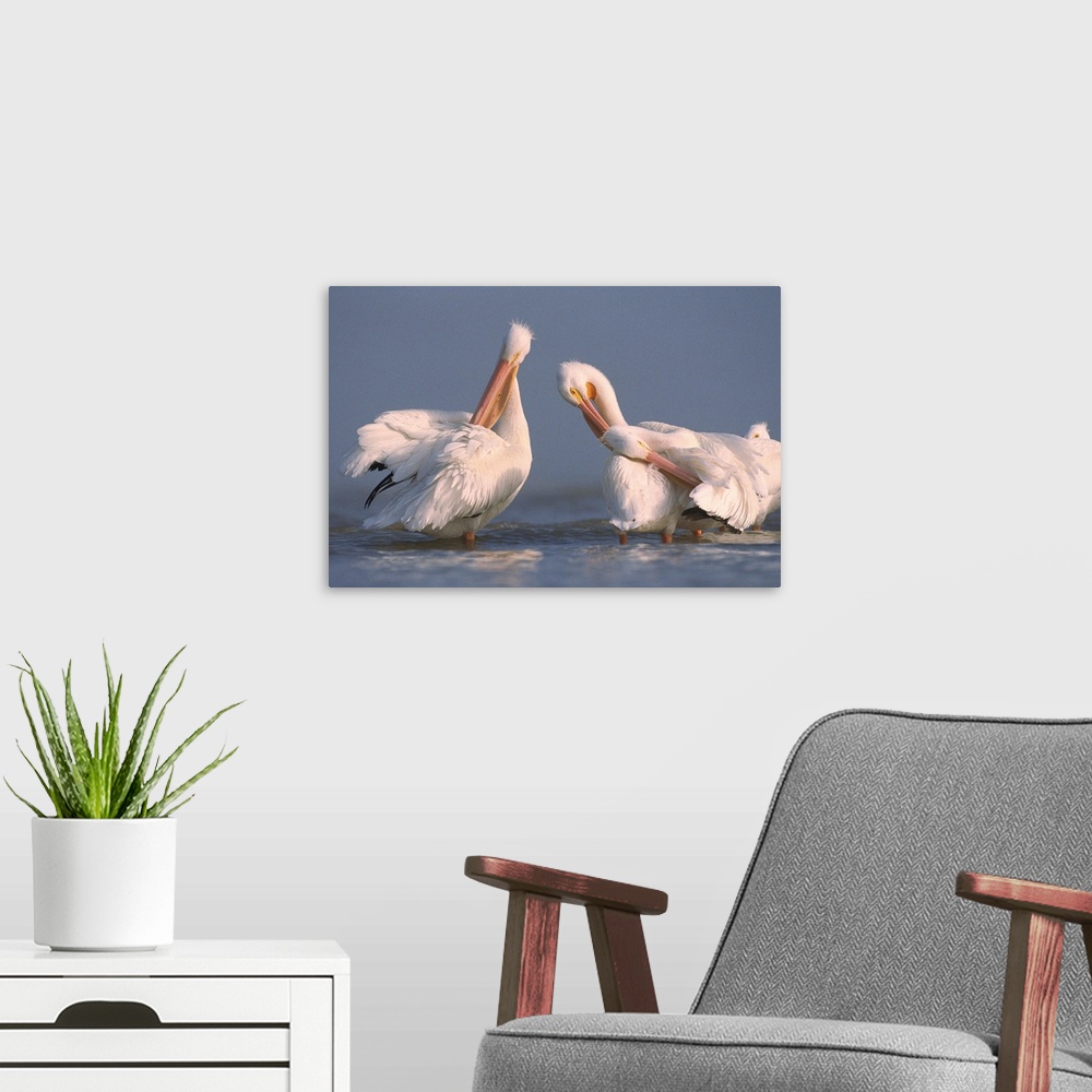 A modern room featuring American White Pelican pair preening in shallow water, Texas Coast, Texas