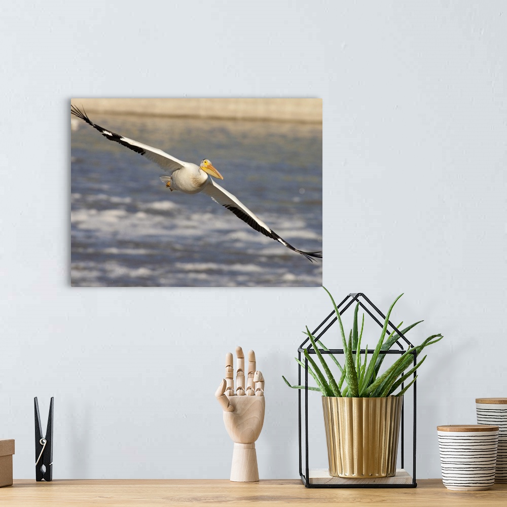 A bohemian room featuring American White Pelican (Pelecanus erythrorhynchos) flying, Lockport, Manitoba, Canada