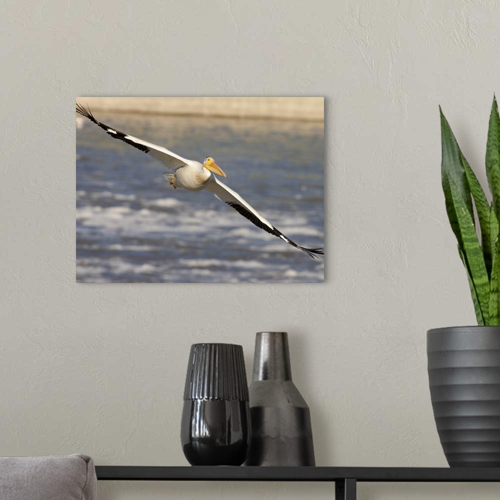 A modern room featuring American White Pelican (Pelecanus erythrorhynchos) flying, Lockport, Manitoba, Canada