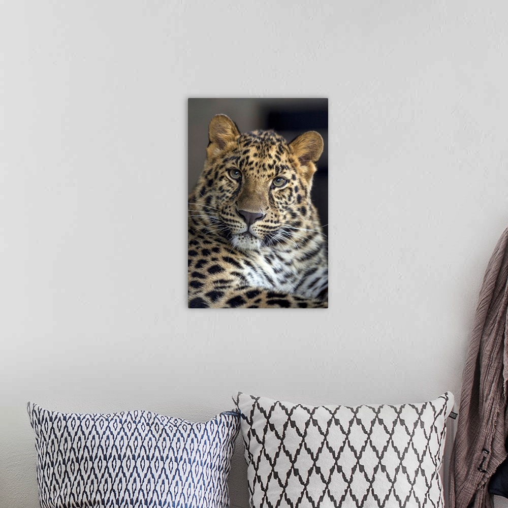 A bohemian room featuring Amur Leopard sub-adult, native to Russia and China