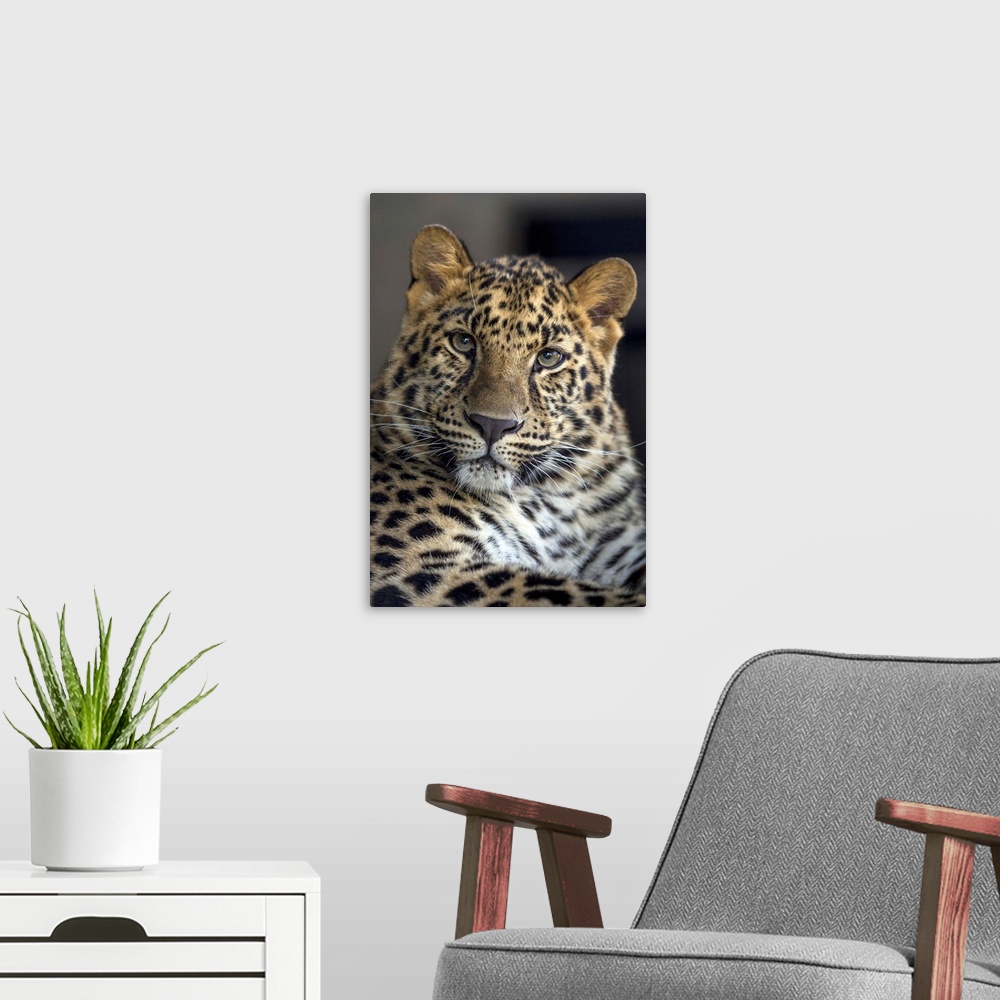 A modern room featuring Amur Leopard sub-adult, native to Russia and China