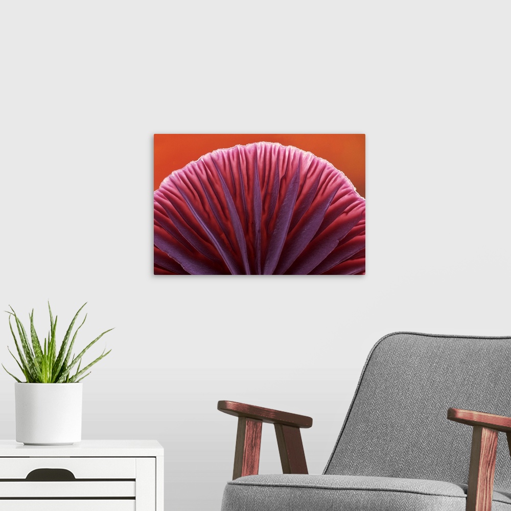A modern room featuring Amythest Deceiver (Laccaria amethystea) detail of gills on underside