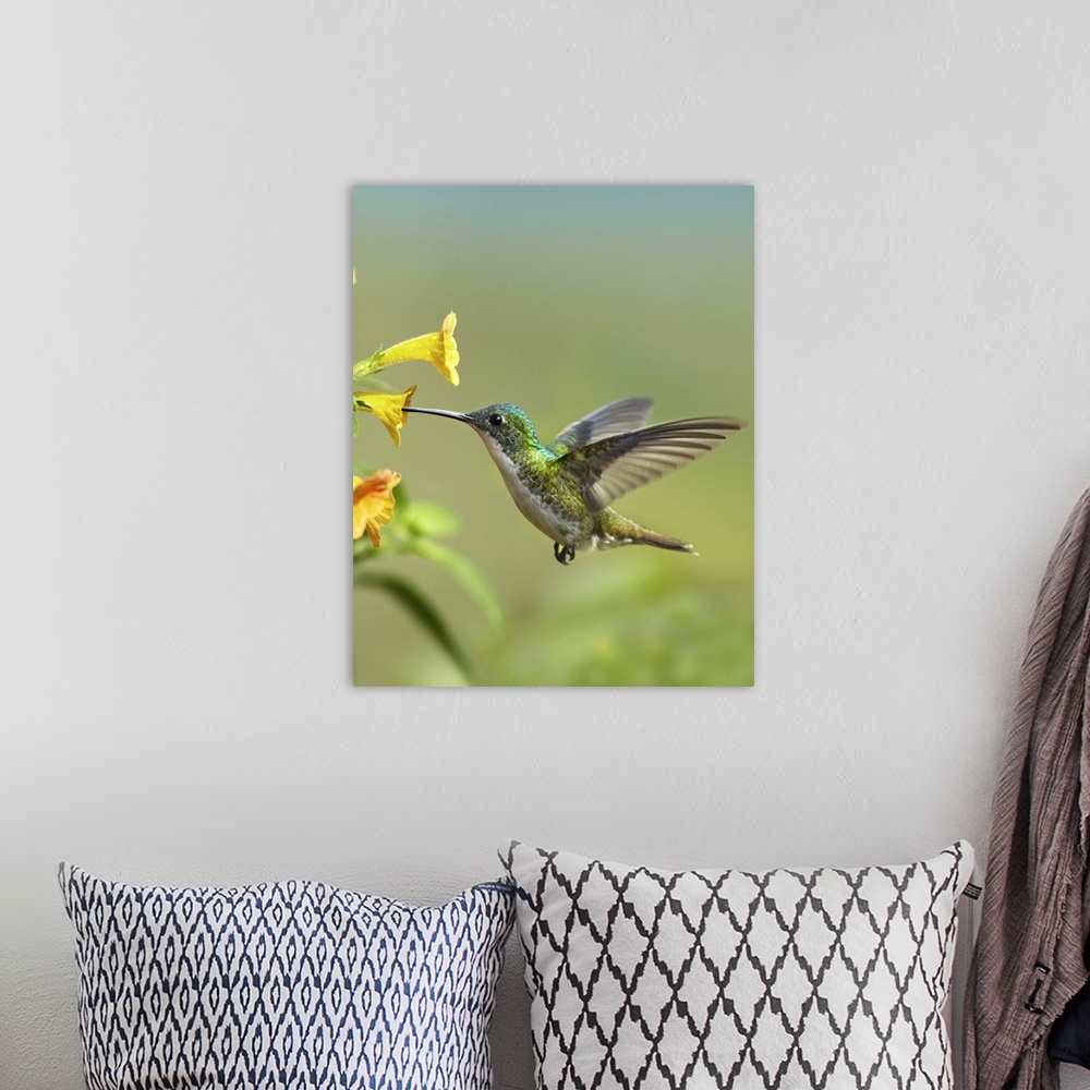 A bohemian room featuring Andean Emerald (Amazilia franciae) hummingbird feeding on a yellow flower, Ecuador